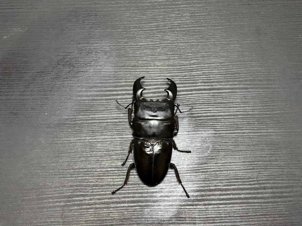 成熟したオス個体