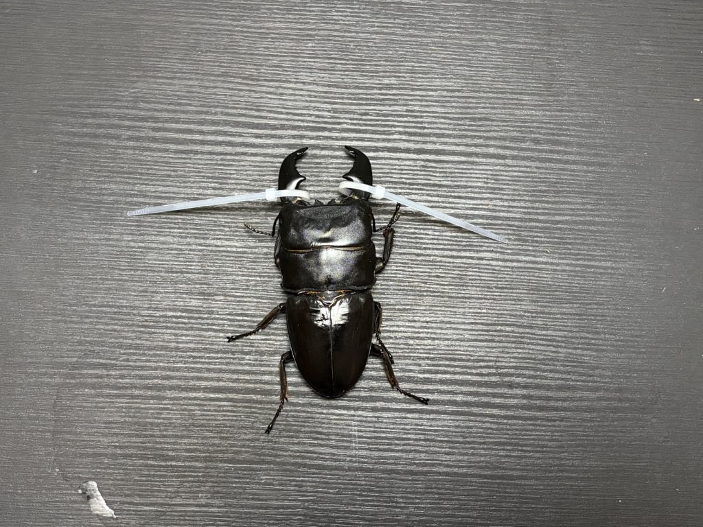 両方の大歯にそれぞれ輪を通す