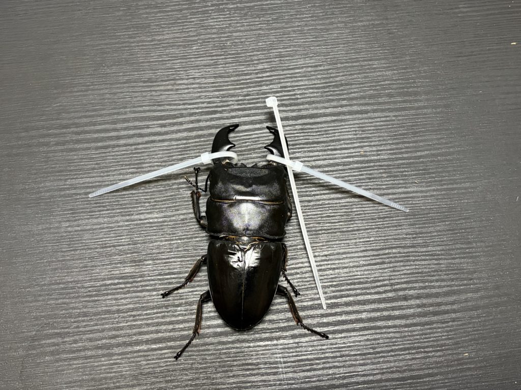 余った1本を上から通す