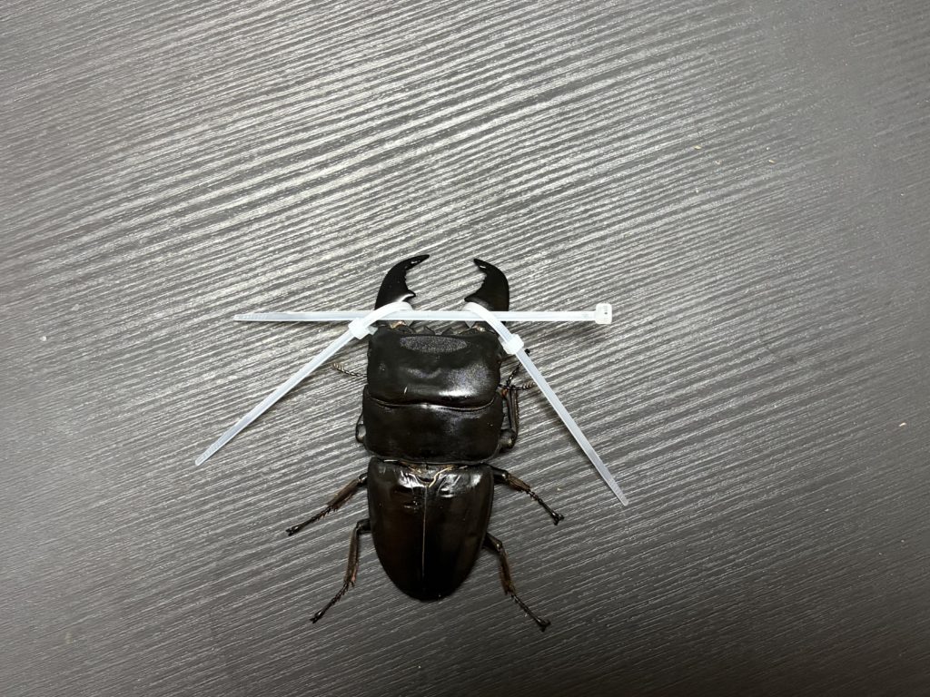 もう一方に下から通す