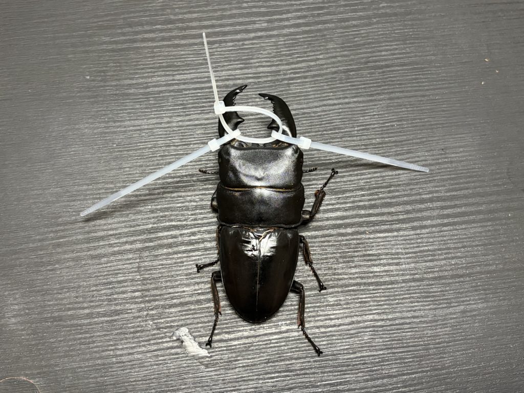 上から確認しながら締め込む