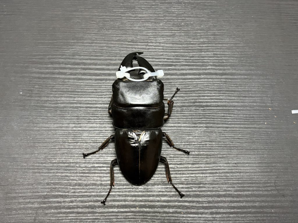顎縛り完成を最終確認する