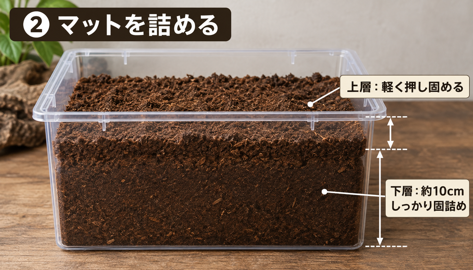 ギラファノコギリクワガタの産卵セットでマットを下層は固く、上層は軽く詰める方法